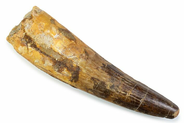 Fossil Spinosaurus Tooth - Real Dinosaur Tooth #373941